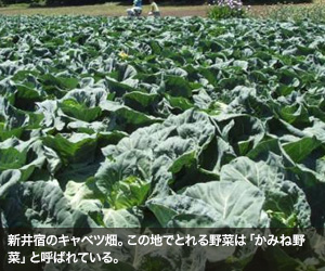 新井宿のキャベツ畑。この地でとれる野菜は「かみね野菜」と呼ばれている。